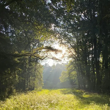 Forest Retreat In East Frisia