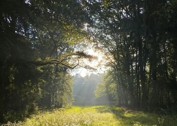 Forest Retreat In East Frisia